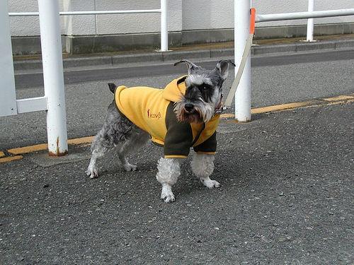 https://images.dog.ceo/breeds/schnauzer-miniature/n02097047_728.jpg