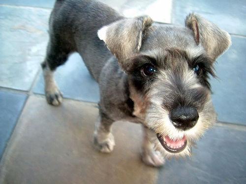 https://images.dog.ceo/breeds/schnauzer-miniature/n02097047_73.jpg