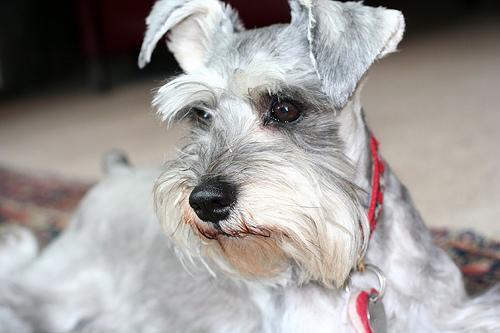 https://images.dog.ceo/breeds/schnauzer-miniature/n02097047_731.jpg