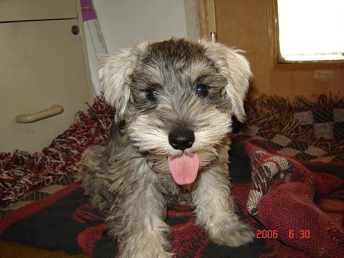 https://images.dog.ceo/breeds/schnauzer-miniature/n02097047_946.jpg