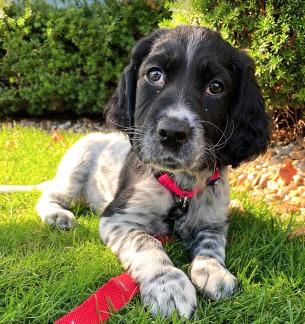 https://images.dog.ceo/breeds/setter-english/englishsetter-mabel.jpg