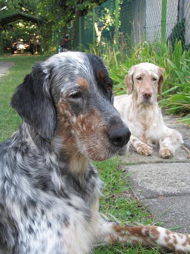 https://images.dog.ceo/breeds/setter-english/n02100735_10038.jpg