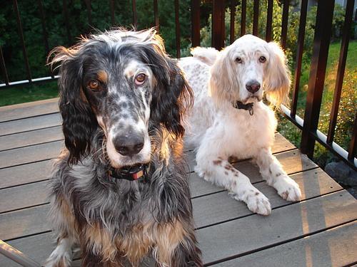 https://images.dog.ceo/breeds/setter-english/n02100735_10105.jpg