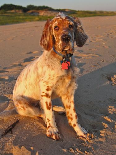 https://images.dog.ceo/breeds/setter-english/n02100735_10147.jpg