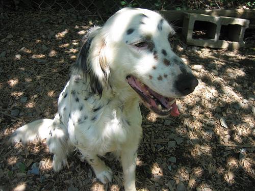 https://images.dog.ceo/breeds/setter-english/n02100735_10175.jpg