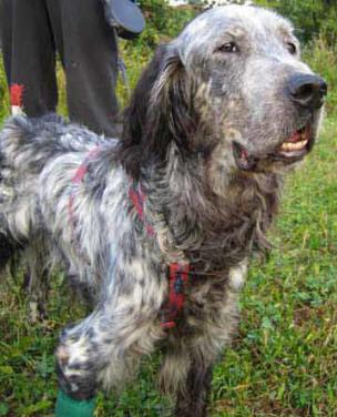 https://images.dog.ceo/breeds/setter-english/n02100735_1204.jpg