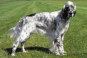 https://images.dog.ceo/breeds/setter-english/n02100735_1388.jpg