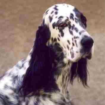 https://images.dog.ceo/breeds/setter-english/n02100735_2145.jpg