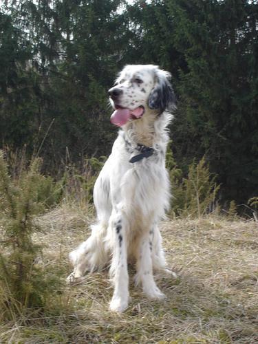 https://images.dog.ceo/breeds/setter-english/n02100735_2444.jpg