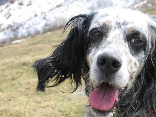 https://images.dog.ceo/breeds/setter-english/n02100735_2464.jpg