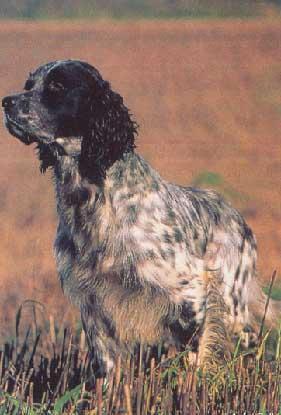 https://images.dog.ceo/breeds/setter-english/n02100735_292.jpg