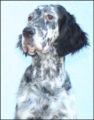 https://images.dog.ceo/breeds/setter-english/n02100735_3111.jpg