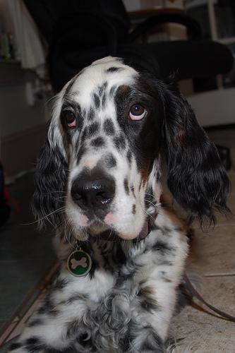 https://images.dog.ceo/breeds/setter-english/n02100735_3185.jpg