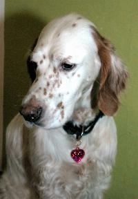 https://images.dog.ceo/breeds/setter-english/n02100735_3348.jpg