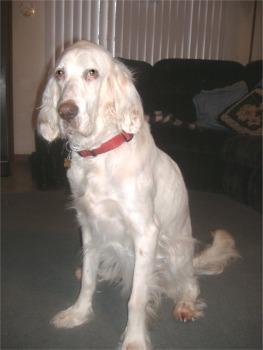 https://images.dog.ceo/breeds/setter-english/n02100735_3546.jpg