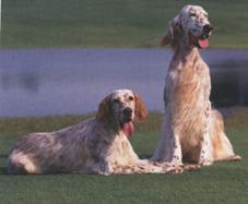 https://images.dog.ceo/breeds/setter-english/n02100735_3566.jpg