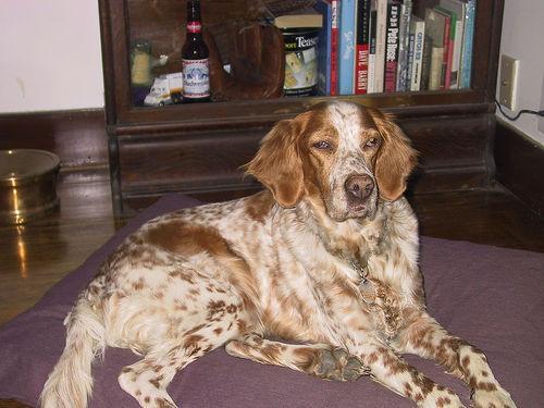 https://images.dog.ceo/breeds/setter-english/n02100735_3595.jpg