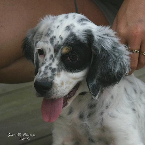 https://images.dog.ceo/breeds/setter-english/n02100735_3599.jpg