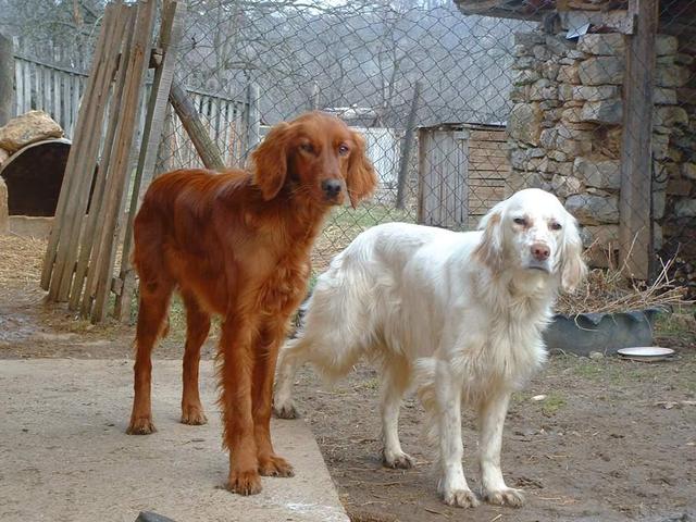 https://images.dog.ceo/breeds/setter-english/n02100735_4040.jpg