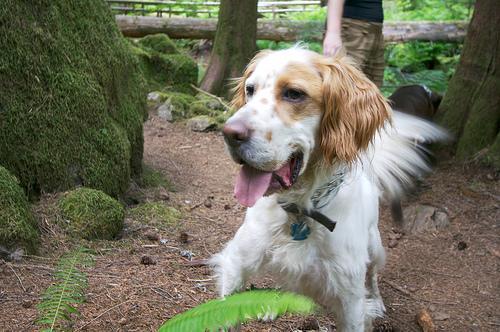 https://images.dog.ceo/breeds/setter-english/n02100735_4079.jpg