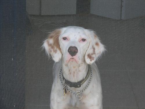 https://images.dog.ceo/breeds/setter-english/n02100735_4172.jpg