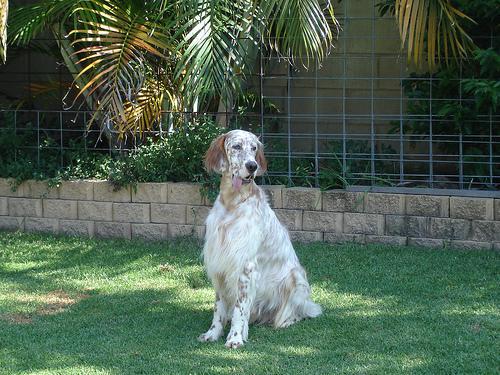 https://images.dog.ceo/breeds/setter-english/n02100735_4208.jpg