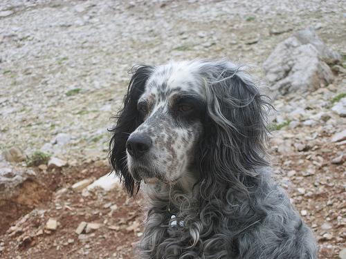 https://images.dog.ceo/breeds/setter-english/n02100735_4333.jpg