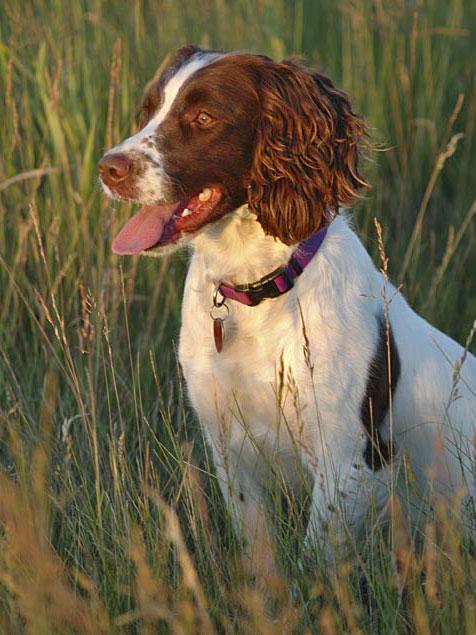 https://images.dog.ceo/breeds/setter-english/n02100735_4540.jpg