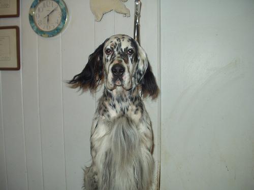 https://images.dog.ceo/breeds/setter-english/n02100735_4813.jpg