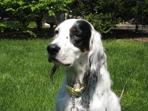 https://images.dog.ceo/breeds/setter-english/n02100735_4875.jpg