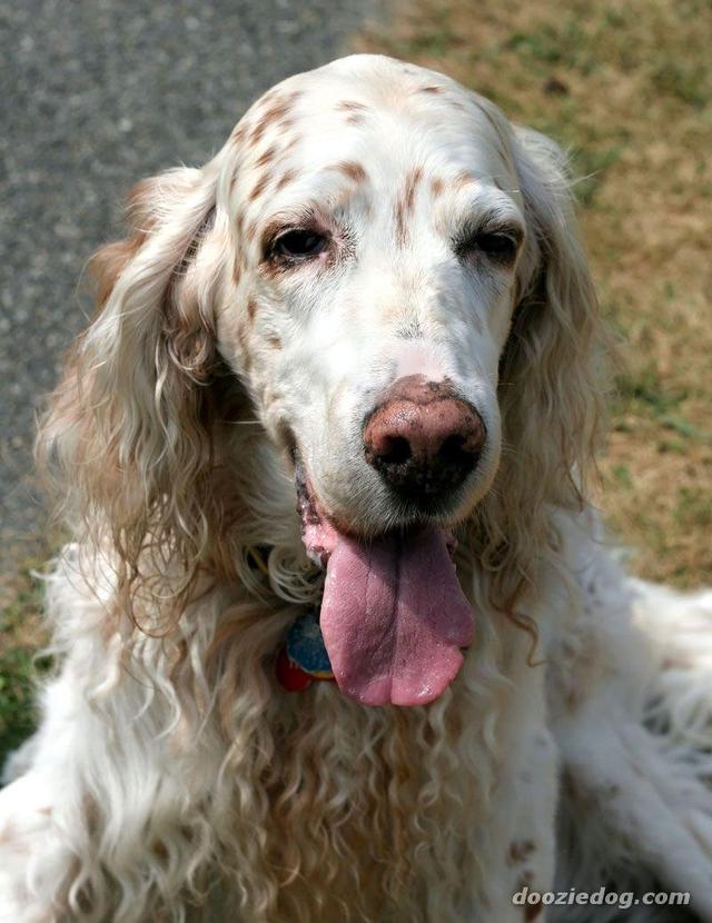 https://images.dog.ceo/breeds/setter-english/n02100735_4943.jpg