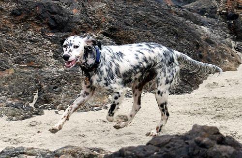 https://images.dog.ceo/breeds/setter-english/n02100735_4949.jpg