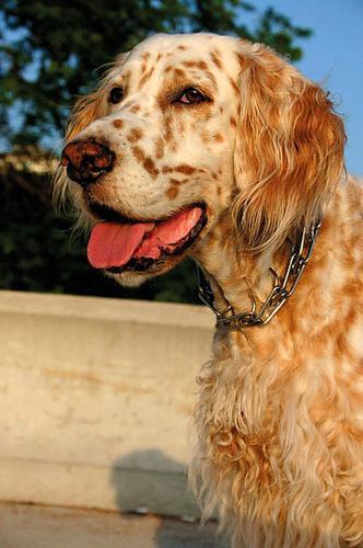 https://images.dog.ceo/breeds/setter-english/n02100735_4972.jpg