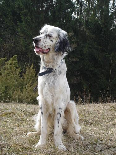 https://images.dog.ceo/breeds/setter-english/n02100735_5010.jpg