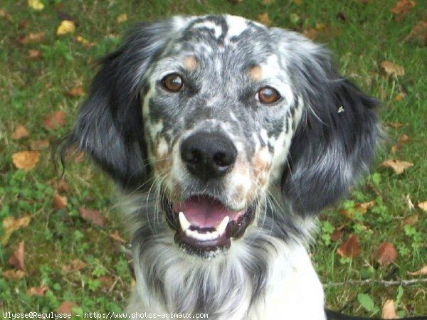 https://images.dog.ceo/breeds/setter-english/n02100735_5258.jpg