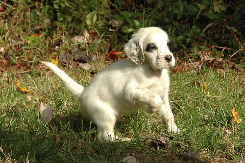 https://images.dog.ceo/breeds/setter-english/n02100735_5353.jpg