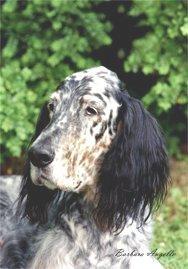 https://images.dog.ceo/breeds/setter-english/n02100735_568.jpg