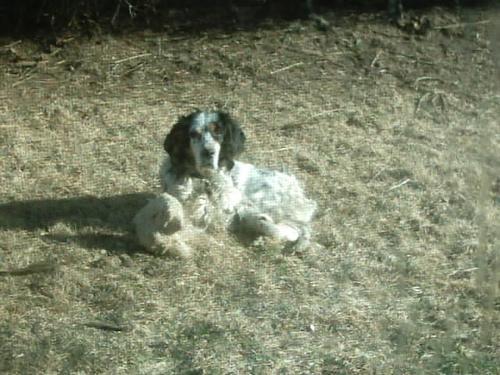 https://images.dog.ceo/breeds/setter-english/n02100735_5852.jpg