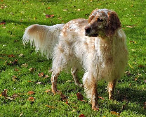 https://images.dog.ceo/breeds/setter-english/n02100735_5967.jpg