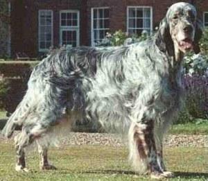 https://images.dog.ceo/breeds/setter-english/n02100735_5988.jpg