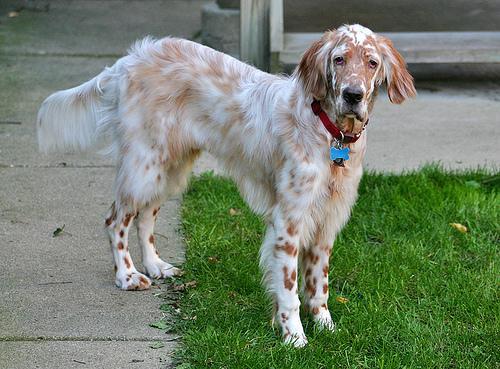 https://images.dog.ceo/breeds/setter-english/n02100735_6303.jpg