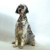 https://images.dog.ceo/breeds/setter-english/n02100735_6658.jpg