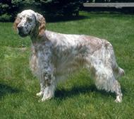 https://images.dog.ceo/breeds/setter-english/n02100735_6660.jpg