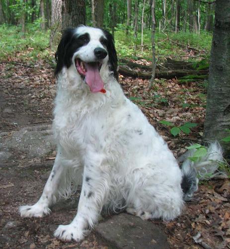 https://images.dog.ceo/breeds/setter-english/n02100735_6733.jpg