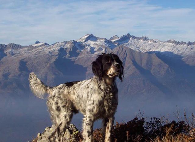 https://images.dog.ceo/breeds/setter-english/n02100735_6803.jpg