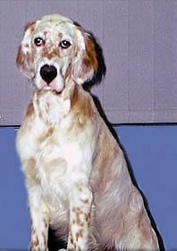 https://images.dog.ceo/breeds/setter-english/n02100735_6821.jpg