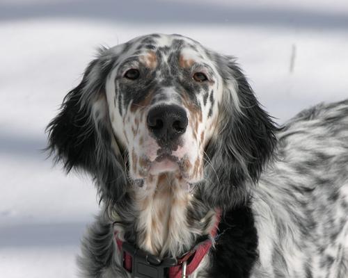 https://images.dog.ceo/breeds/setter-english/n02100735_6886.jpg