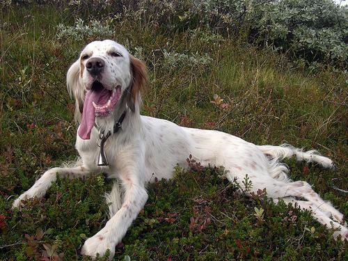 https://images.dog.ceo/breeds/setter-english/n02100735_7013.jpg