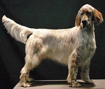 https://images.dog.ceo/breeds/setter-english/n02100735_7078.jpg