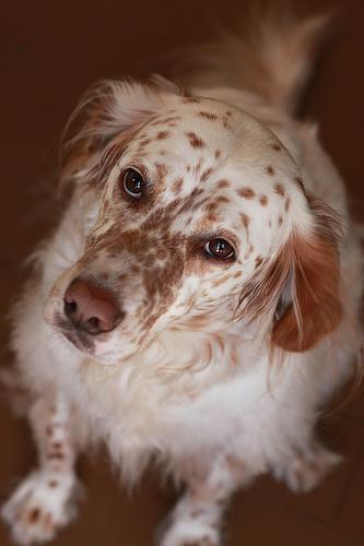 https://images.dog.ceo/breeds/setter-english/n02100735_7525.jpg